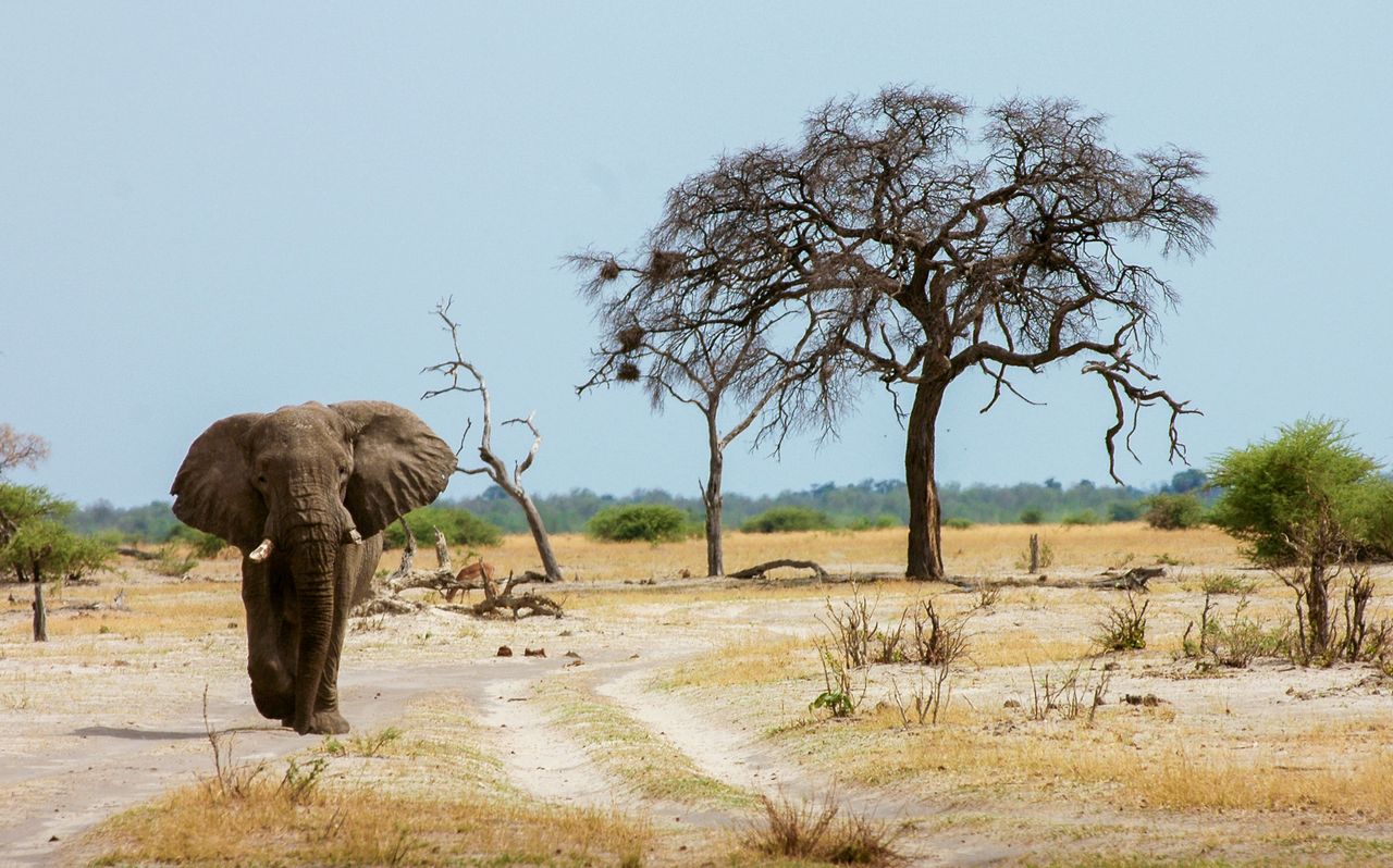 African elephant strolling through a dry savanna landscape with sparse trees.
