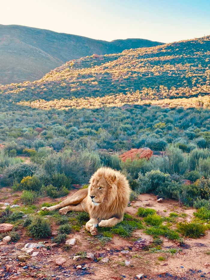 A stunning lion rests amidst the lush greenery and mountainous terrain of the African wilderness.