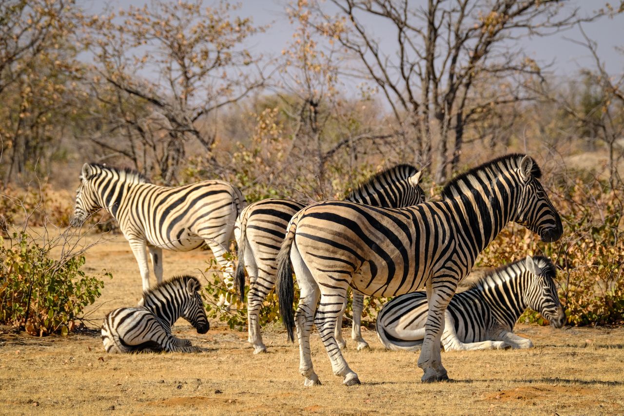 Offerings A group of zebras in the African savannah resting during the day.
