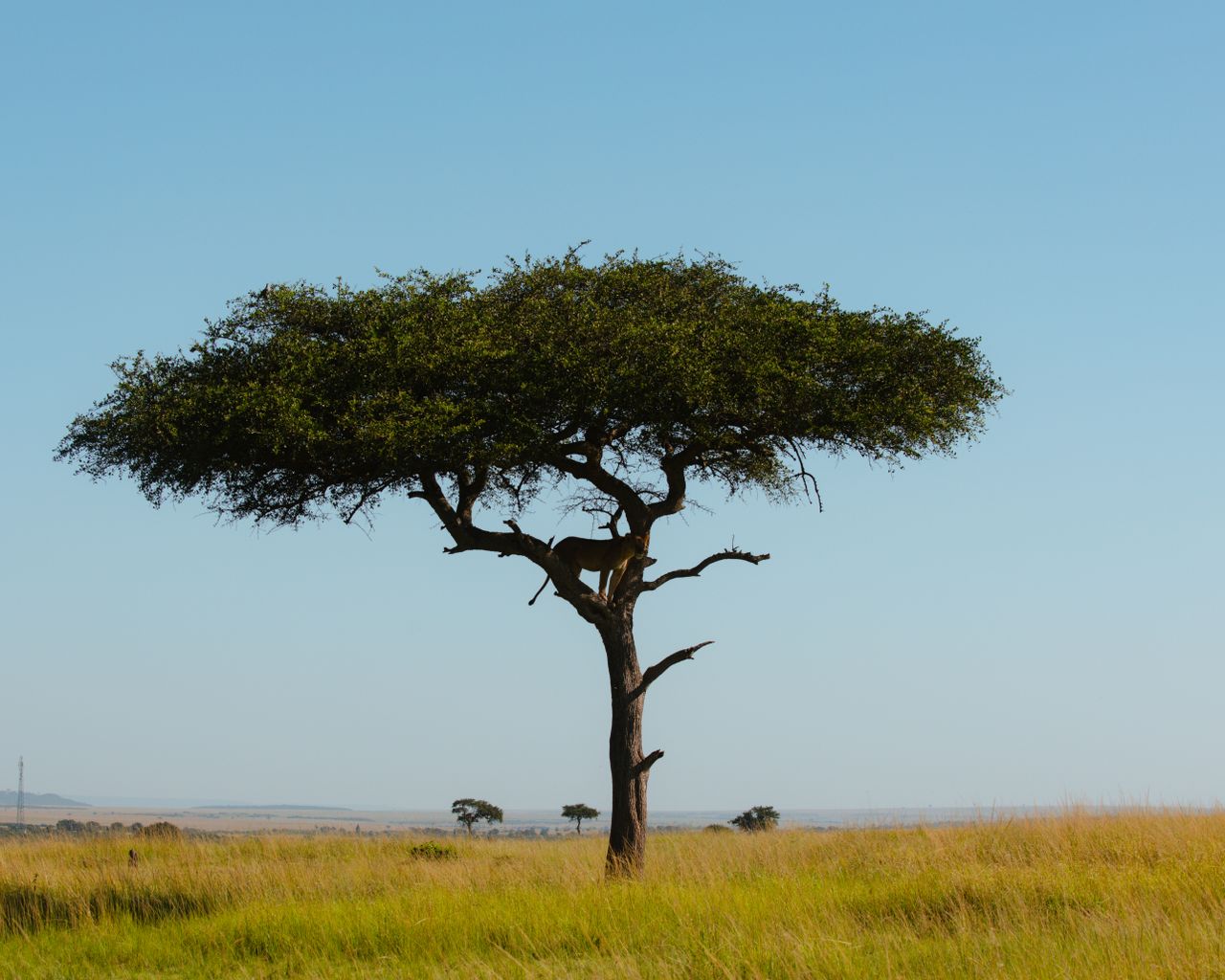 Offerings A solitary acacia tree stands tall in the Mara Region's vast savanna under a clear blue sky.