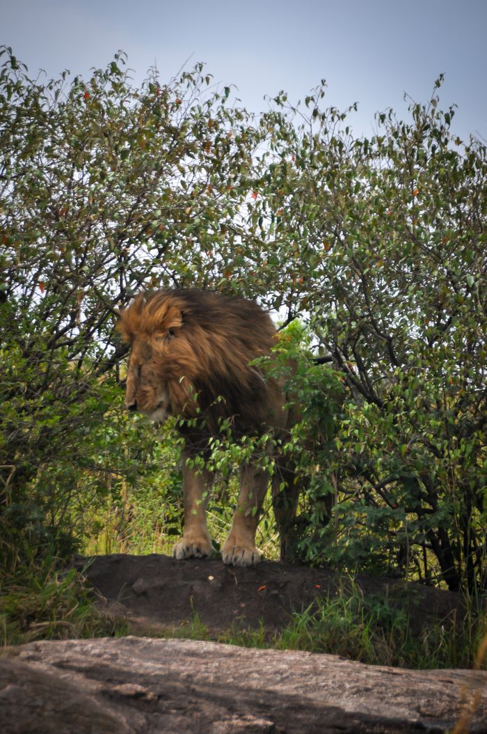 A wild African lion standing amidst lush greenery, showcasing its natural habitat.