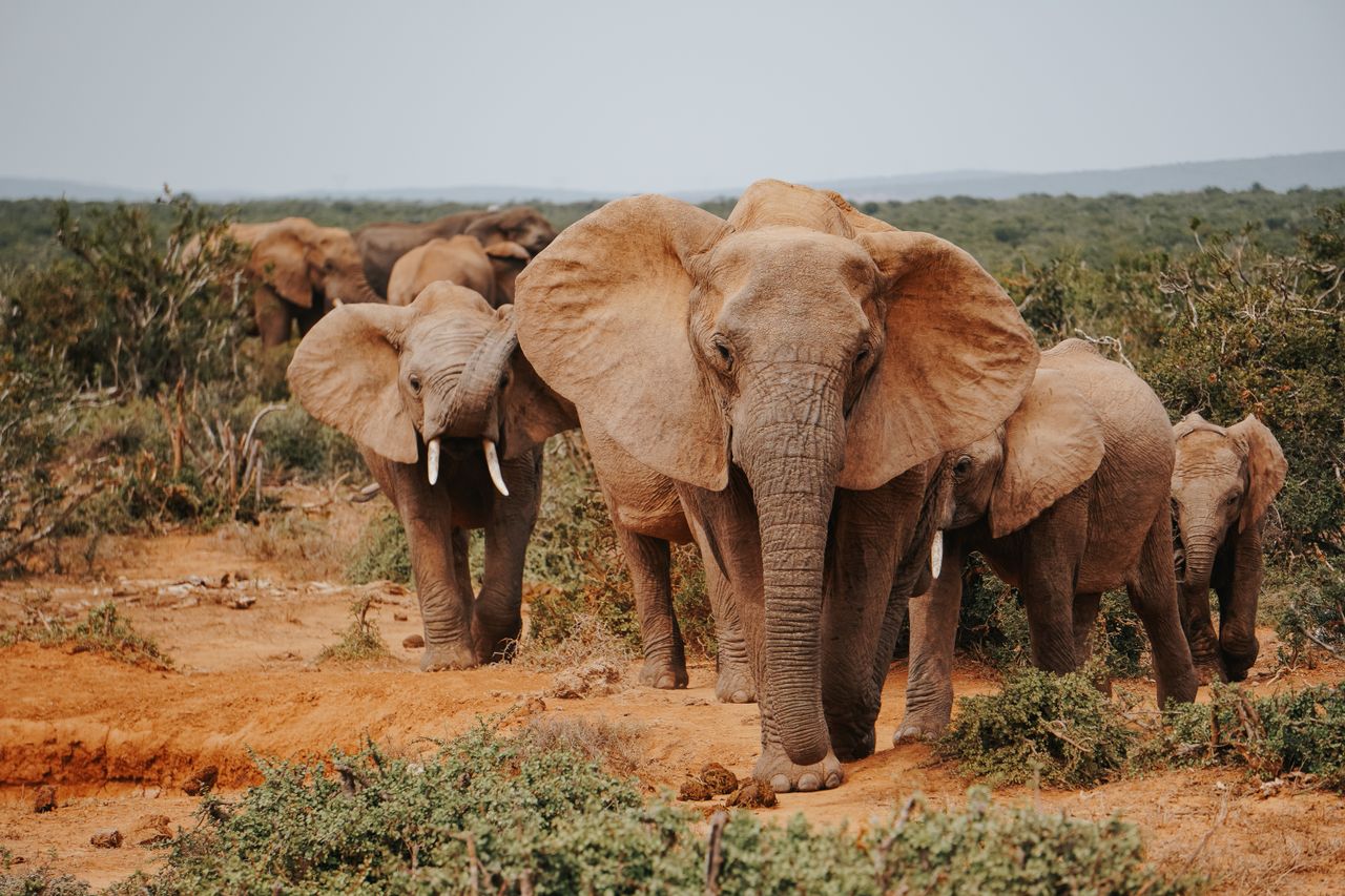 Offerings Group of African elephants in the savanna, showcasing wildlife in natural habitat.